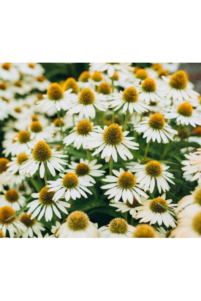 Ехінацея пурпурна Вайт з білими пелюстками